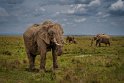 018 Masai Mara, olifanten